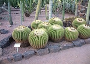 Golden Barrel Cactus