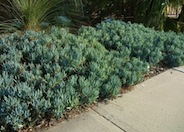 Kleinia