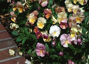 Garden Pansy