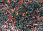 Confetti Lantana