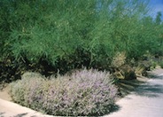 Silver Cloud Violet Silverleaf