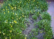 Semi-trailing Yellow Gazania