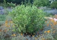 Dr. Hurd Tree Manzanita