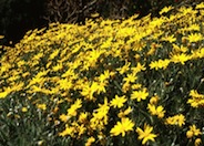 Euryops Daisy