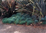 Blue Fescue, Blue Fescue Grass