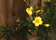 Carolina Jessamine