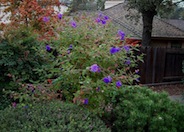 Princess Flower