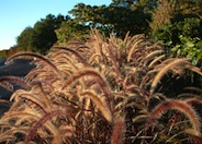Red Fountain Grass