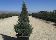 Blue Point Columnar Juniper
