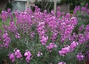 Bowles Mauve Wallflower