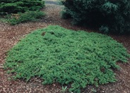 Japanese Garden Juniper