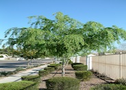 Chinese Elm, Chinese Evergreen Elm