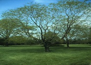 Goldenrain Tree, Varnish Tree