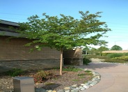 Crape Myrtle
