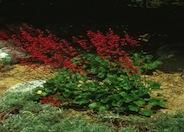 Southwest Coral Bells