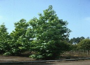Liquidambar, American Sweet Gum
