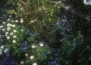 Miniature Annual Marguerite