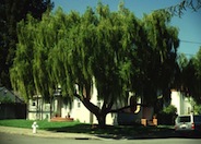 Mayten Tree