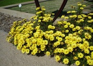 Arctotis African Daisy