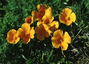 California or Golden Poppy