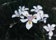 Butterfly Iris or Fortnight Lily