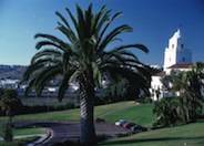 Canary Island Date Palm