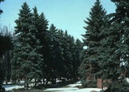 Colorado Spruce