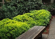 Wheeler's Dwarf Pittosporum