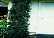 Maki Podocarpus, Shrubby Yew
