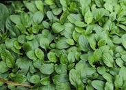 Ajuga, Bugle Flower, Carpet Bugle