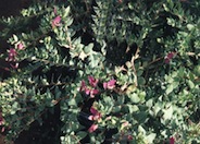 Sweet Pea Shrub