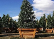 Compact Carolina Laurel Cherry