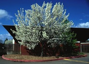 Evergreen or Flowering Pear
