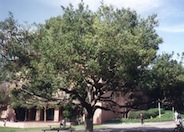Coast  Live Oak
