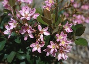 Ballerina Rhaph or Indian Hawthorn