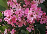 Pink Lady Rhaph or Indian Hawthorn