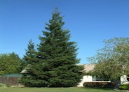 Coast Redwood, Redwood