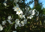 Potatoe Vine