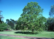 Little-Leaf Linden