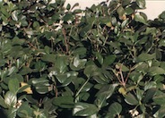 Sandankwa Viburnum