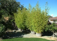 Golden Bamboo
