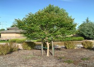 Muskogee Lavender Crape Myrtle