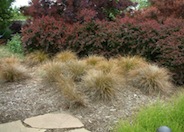 Curly Top or Leather Leaf Sedge
