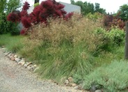 Giant Feather Grass