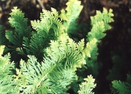 American Arborvitae