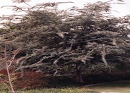Purple-Leaf Acacia
