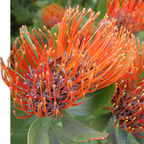 Red flowers